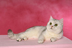 liegende Exotic Shorthair