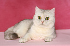 liegende Exotic Shorthair