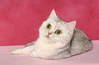 liegende Exotic Shorthair