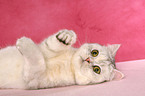 liegende Exotic Shorthair