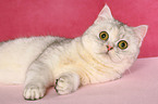 liegende Exotic Shorthair