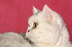 Exotic Shorthair Portrait