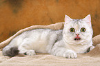 liegende Exotic Shorthair