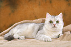 liegende Exotic Shorthair