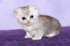 Exotic Shorthair Ktzchen