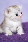 Exotic Shorthair Ktzchen