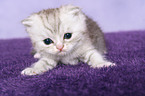 Exotic Shorthair Ktzchen