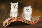 Exotic Shorthair und Perser Ktzchen