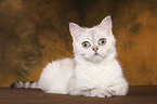 liegende Exotic Shorthair