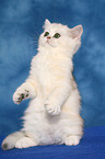 Exotic Shorthair Ktzchen