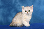 Exotic Shorthair Ktzchen