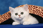 Exotic Shorthair Ktzchen