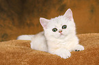 Exotic Shorthair Ktzchen