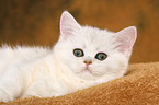 Exotic Shorthair Ktzchen