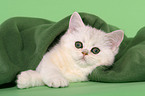 Exotic Shorthair Ktzchen