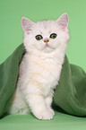 Exotic Shorthair Ktzchen