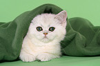 Exotic Shorthair Ktzchen