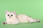 Exotic Shorthair Ktzchen