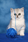 Exotic Shorthair Ktzchen