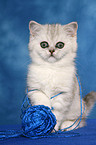 Exotic Shorthair Ktzchen