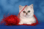 Exotic Shorthair Ktzchen