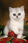 Exotic Shorthair Ktzchen