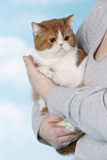 Exotic Shorthair