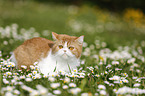 Exotic Shorthair in Blumenwiese