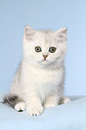 sitzendes Exotic Shorthair Ktzchen