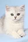 liegendes Exotic Shorthair Ktzchen