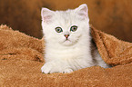 liegendes Exotic Shorthair Ktzchen