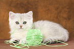 liegendes Exotic Shorthair Ktzchen