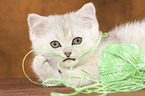 spielendes Exotic Shorthair Ktzchen