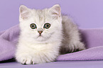 liegendes Exotic Shorthair Ktzchen