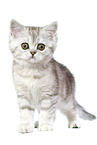 stehendes Exotic Shorthair Ktzchen