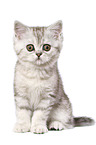 sitzendes Exotic Shorthair Ktzchen