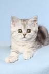 liegendes Exotic Shorthair Ktzchen