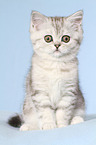 sitzendes Exotic Shorthair Ktzchen