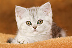 liegendes Exotic Shorthair Ktzchen