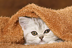 Exotic Shorthair Ktzchen Portrait