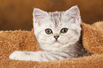 liegendes Exotic Shorthair Ktzchen