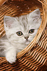 Exotic Shorthair Ktzchen Portrait