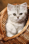 sitzendes Exotic Shorthair Ktzchen