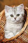 sitzendes Exotic Shorthair Ktzchen