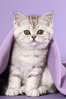 sitzendes Exotic Shorthair Ktzchen