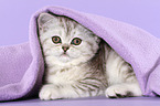 liegendes Exotic Shorthair Ktzchen