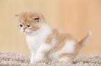 Exotic Shorthair Ktzchen