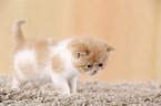 Exotic Shorthair Ktzchen