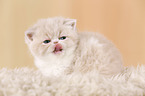 Exotic Shorthair Ktzchen