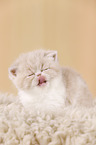 Exotic Shorthair Ktzchen